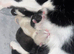 4 Beautiful kittens 2 girls 2 boys