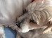Tibetan Terrier