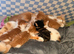 Beautiful Ginger Kittens Looking for Loving Homes