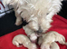 Kc west highland terrier male puppy