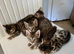 Half Bengal Kittens