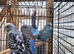 Young budgies for sale