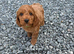 Gorgeous red cockapoo puppy’s