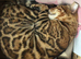 Pedigree Bengal Tiger