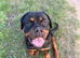 Rottweiler  puppy