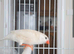 This year mixed males and 1 female Zebra finches