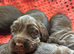 Cocker Spaniel full pedigree puppies for sale