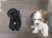Lhasa apso