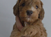 Beautiful cockapoo puppies