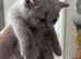 !!!READY NOW !!!!Absolutely gorgeous Gccf lilac British shorthair active