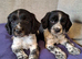 Ready this weekl sprocker F1