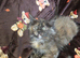 3 x Maine Coon Kittens ONLY FEMALES LEFT