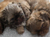Stunning Imperial Shihtzu Puppies