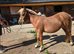Stunning shetland filly