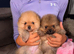 Kc pomeranion puppies