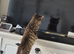Maine coon x bengal kittens