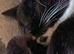 British shorthair tuxedo Tom cat