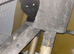 Toothless