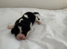 cavalier king charles puppies