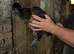 POL black silkie hen