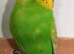 breeding age cock budgies