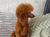 Dark Red DNA Health Tested Toy Poodle Stud