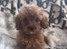 Cavapoo boy