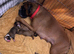 KC registered Red Girl Boxer Pups