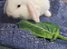 Baby mini lops