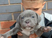 Blue staffy pups