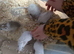 Baby gerbil available