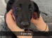 2 lurcher pups
