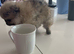 Beautiful Tiny Pomeranian
