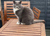 Female 4 years old cat