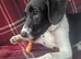 4 month old Female Springerdale Puppy BH1