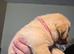 4 five weeks old puppies