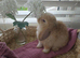 Beautiful black harli split mini lop doe