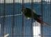 Baby Male conure Glasgow