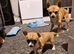 2 pups girls