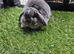 Opal butterfly mini lop baby rabbit boy