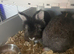 2 male bunnies