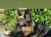 Male German Shepherd