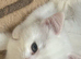 Ragdoll x raggie bsh pure white stunning laid back girl Ready now