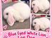 Blue Eyed white Lionlop Doe