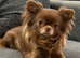 Kc reg choc female chihuahua