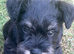 Stunning Miniature Schnauzer puppies