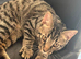 Beautiful bengal cross female