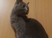 British shorthair female