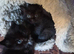 Kittens need forever home