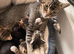 Kittens ready for their forever homes